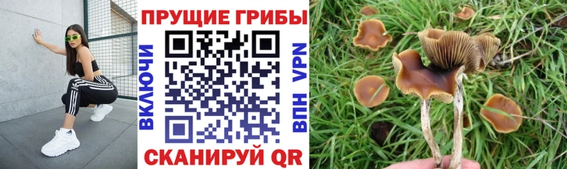 сайты даркнета телеграм Инза Галлюциногенные грибы MAGIC MUSHROOMS